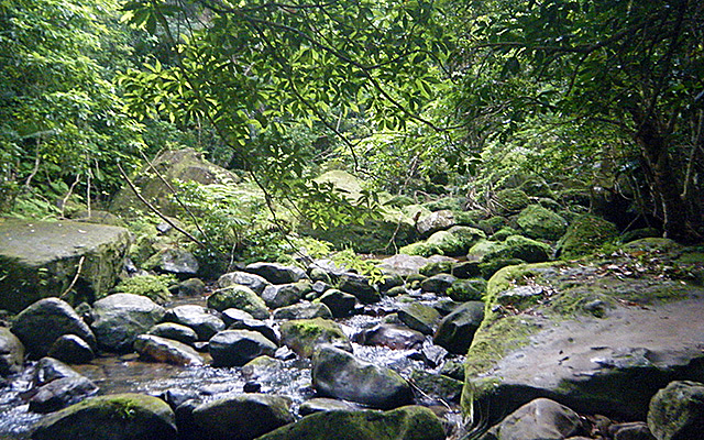西表島の川と苔むした岩 ジャングル