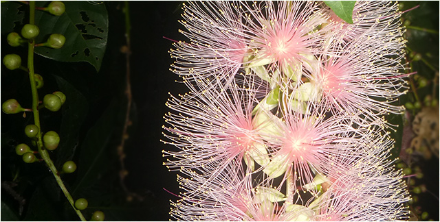 西表島の草花 夜しか咲かない神秘的な花サガリバナをナイトツアーで見よう
